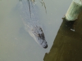 070227-alligator1.JPG